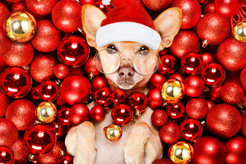 christmas santa claus dog and xmas balls