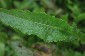 Hierbas con gotas de agua en el campo