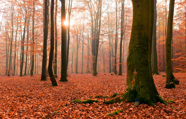 Autumn morning in the forest