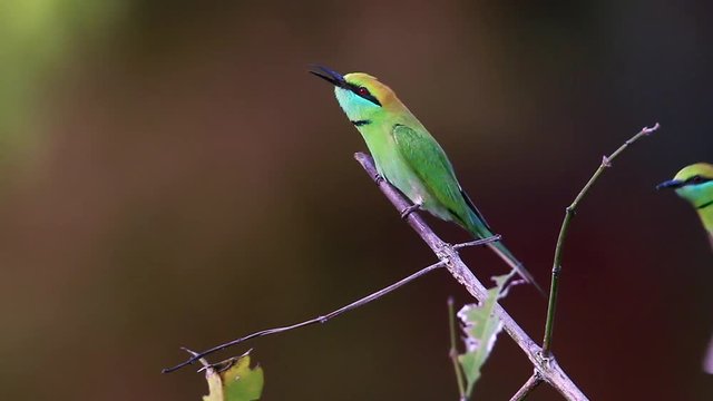Green bee-eater couple in hunting time in Bardia national park, Nepal - specie Merops orientalis family of Meropidae