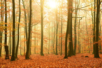 Autumn morning in the forest