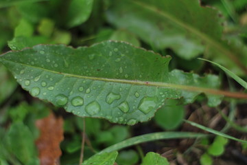 Hierbas con gotas de agua en el campo