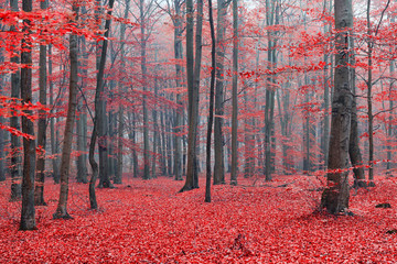 Obrazy na Szkle  Jesienny poranek w lesie