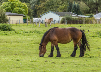Obraz premium horse in the pasture