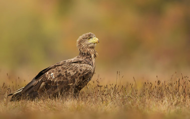 White tailed eagle (Haliaeetus albicilla)