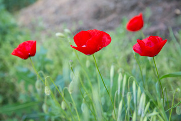 Obraz premium Red poppy Flowers in the spring. Beautiful blooming red poppies in the field.