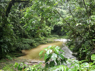 tipico paesaggio dell'Amazzonia nel parco nazionale di Yasuni in Ecuador