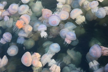 A lot of jellyfish in the dark blue sea water