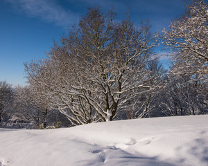 Fototapeta na wymiar Winter scene on The Clent HIlls, Worcestershire
