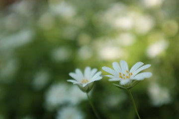 small white flowers in garden in spring