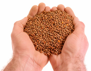 HANDFUL OF BROWN LENTILS