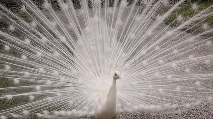 peacock with feathers