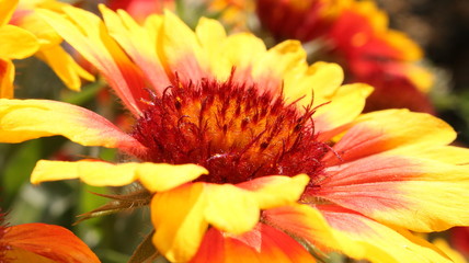 closeup of orange flower