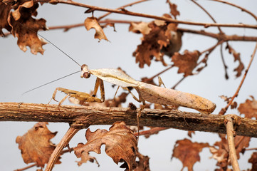 Totes Blatt / Männchen (Deroplatys trigonodera) - dead leaf mantis - obrazy, fototapety, plakaty