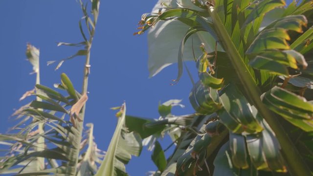 Ripening Canary Bananas on a farm plantation