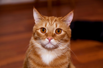 Red cat with a funny