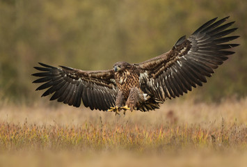 White tailed eagle (Haliaeetus albicilla)