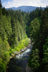 Fototapeta na wymiar View of the Capilano River through the forest in Vancouver, British Columbia