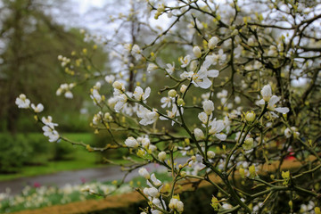 Flowering fruit tree branch. Spring flowering of fruit trees