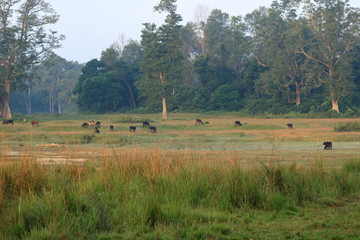 Fototapeta na wymiar Herd of buffaloes in country side in Nepal