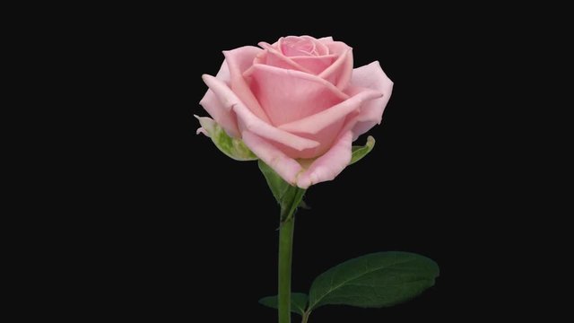 Time-lapse of opening pink Heaven rose 1c1 in PNG+ format with ALPHA transparency channel isolated on black background