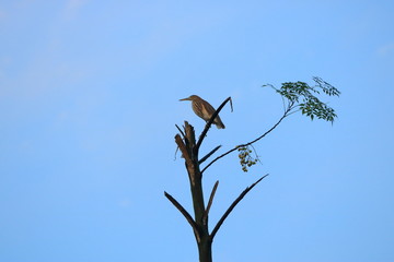Silhouette of a bird sitting on a tree in the Early morning sky