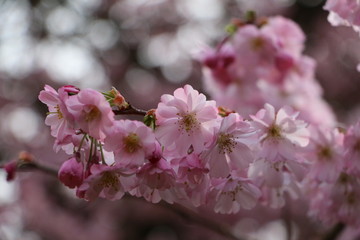 Sakura Kirschblüten Prunus serrulata
