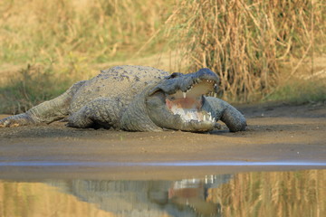Mugger crocodile at rapti river in Chitwan National Park in Nepal