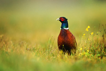 Ringneck Pheasant (Phasianus colchicus)