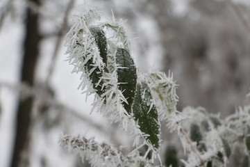 Eiskristalle an Bl&auml;ttern