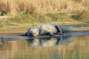 Mugger crocodile at rapti river in Chitwan National Park in Nepal