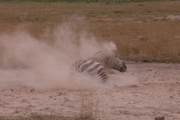 Obraz na płótnie Canvas Zebra taking dust bath