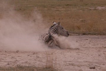 Obraz na płótnie Canvas Zebra taking a dust bath