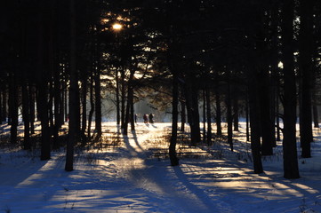 Winter forest people walk cold winter sunset