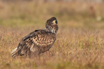 White tailed eagle (Haliaeetus albicilla)