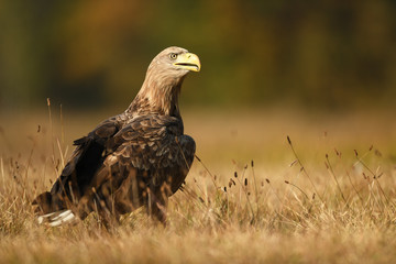 White tailed eagle (Haliaeetus albicilla)