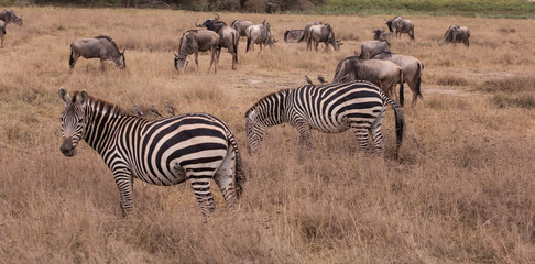 Obraz premium Amboseli National Park