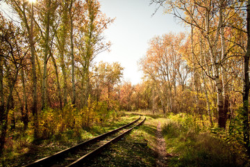 railway in the autumn forest