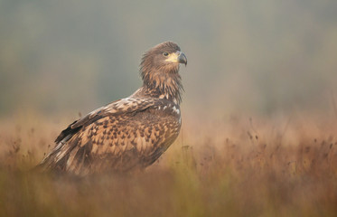 White tailed eagle (Haliaeetus albicilla)