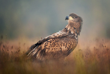 White tailed eagle (Haliaeetus albicilla)