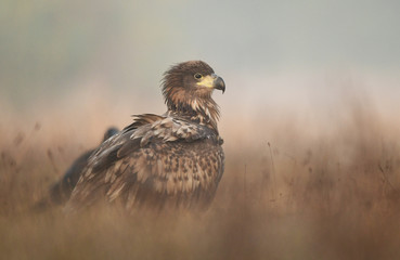 White tailed eagle (Haliaeetus albicilla)