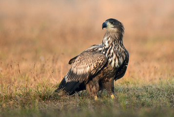 White tailed eagle (Haliaeetus albicilla)