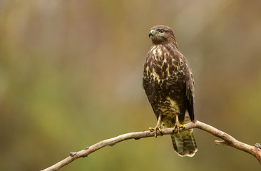 Common buzzard (Buteo buteo)