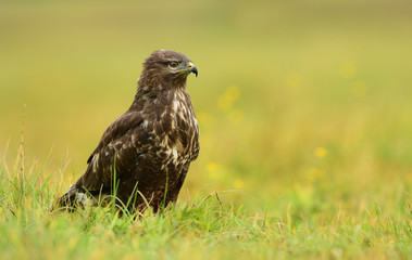 Common buzzard (Buteo buteo)