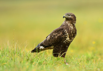 Common buzzard (Buteo buteo)
