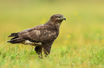 Common buzzard (Buteo buteo)