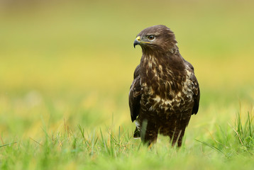 Common buzzard (Buteo buteo)