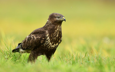 Common buzzard (Buteo buteo)