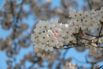 cherry blossoms