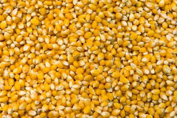 texture - corn seeds